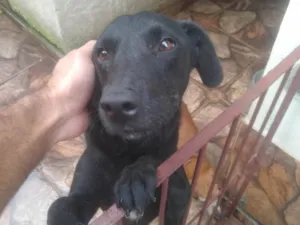 Cachorro raça SRD-ViraLata idade 3 anos nome Bilhão