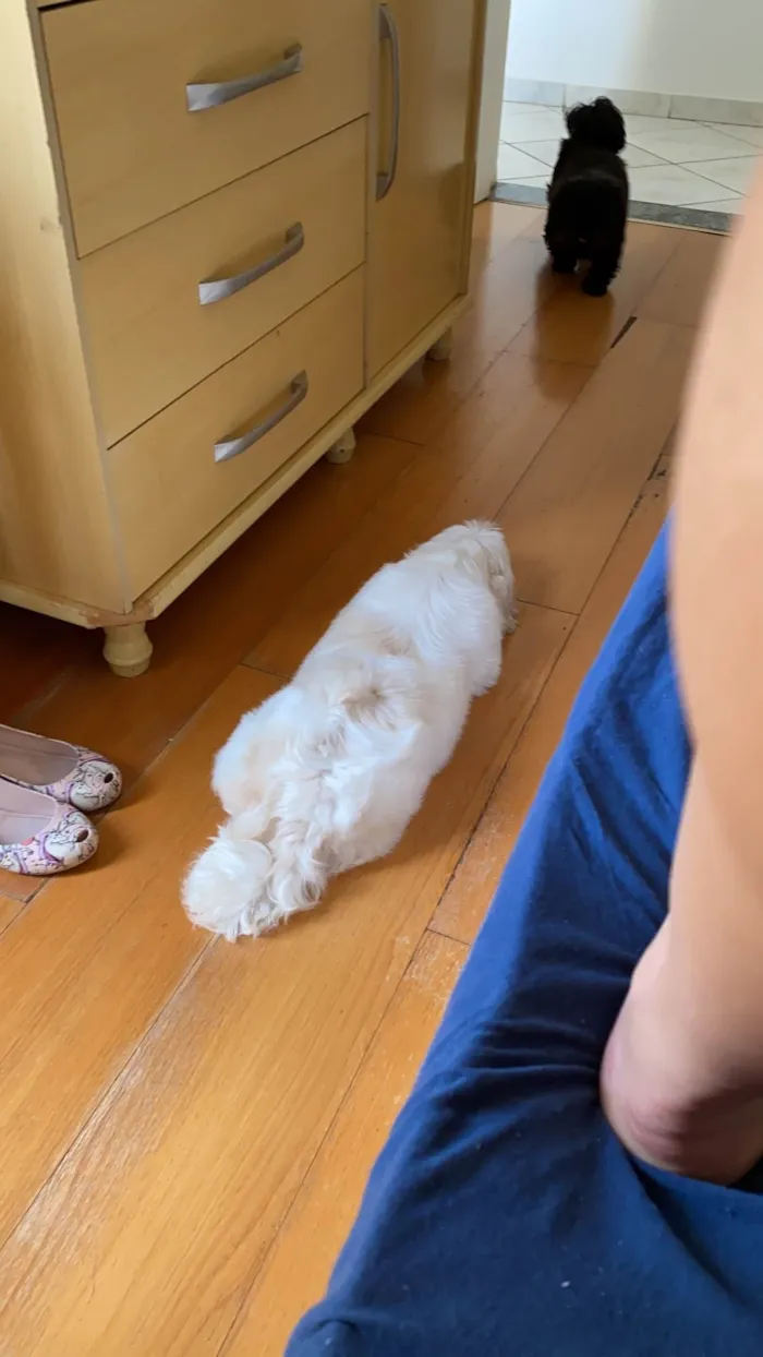 Cachorro ra a Shitzu idade 3 anos nome Look 