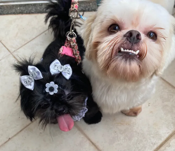 Cachorro ra a Shitzu idade 3 anos nome Look 