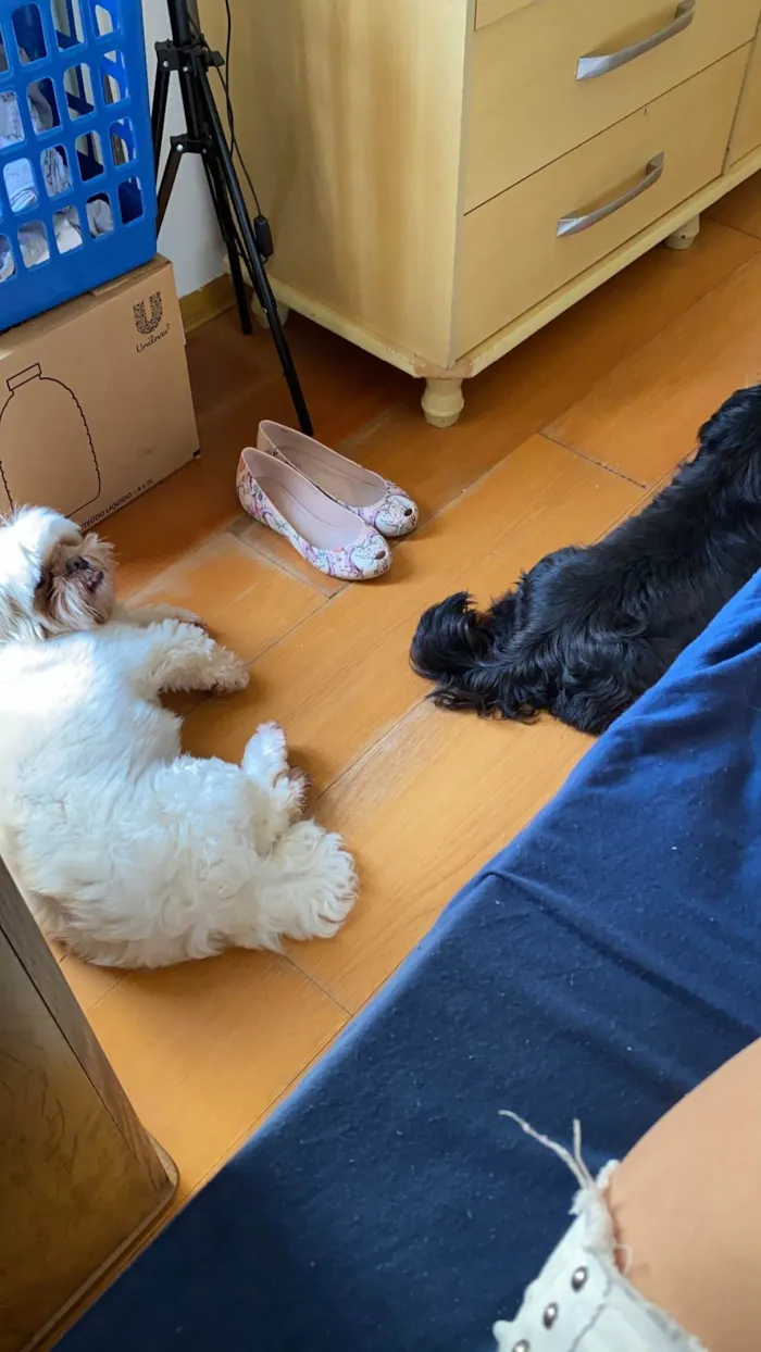 Cachorro ra a Shitzu idade 3 anos nome Look 