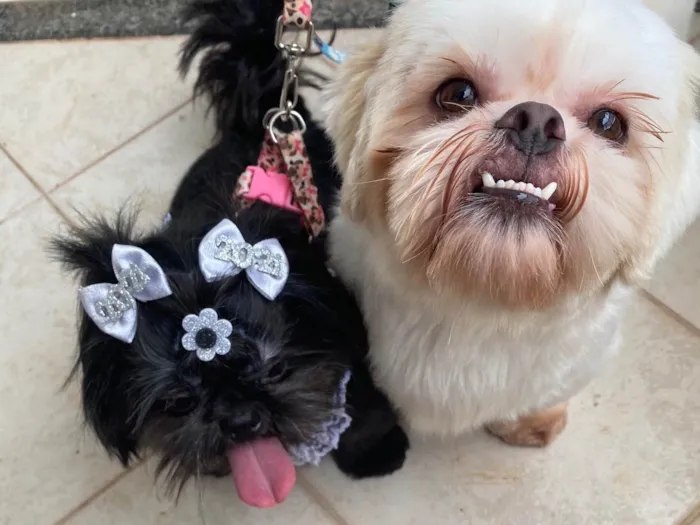 Cachorro ra a Shitzu idade 3 anos nome Look 