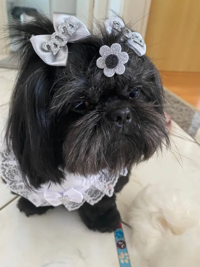Cachorro ra a Shitzu idade 4 anos nome Amora