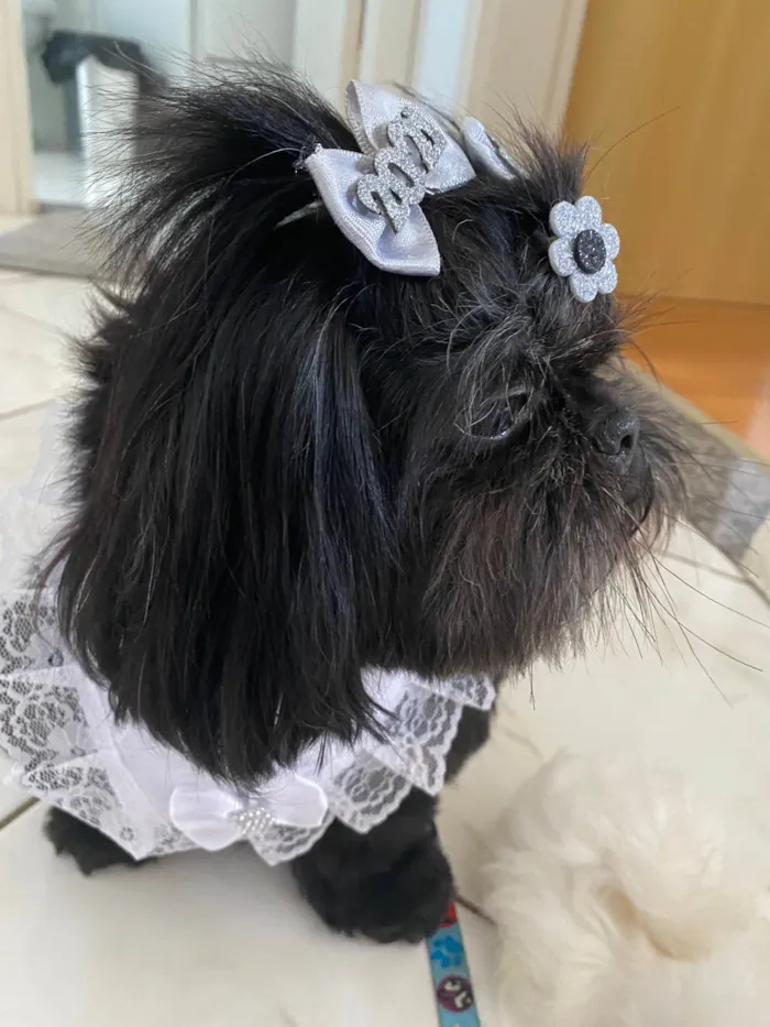 Cachorro ra a Shitzu idade 4 anos nome Amora
