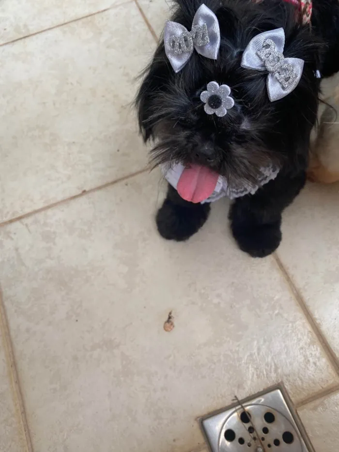 Cachorro ra a Shitzu idade 4 anos nome Amora