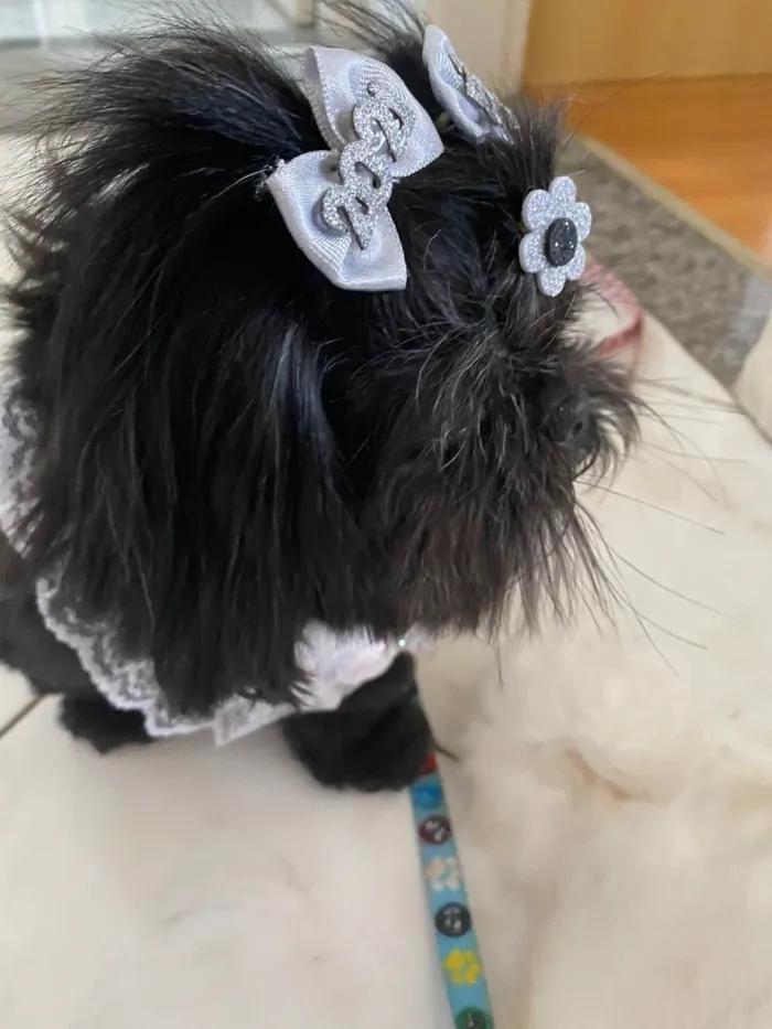 Cachorro ra a Shitzu idade 4 anos nome Amora