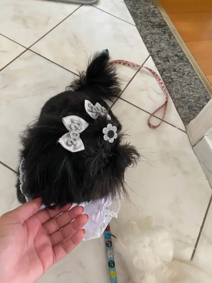 Cachorro ra a Shitzu idade 4 anos nome Amora