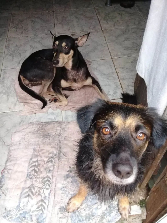 Cachorro ra a SRD-ViraLata idade 4 anos nome Gamora