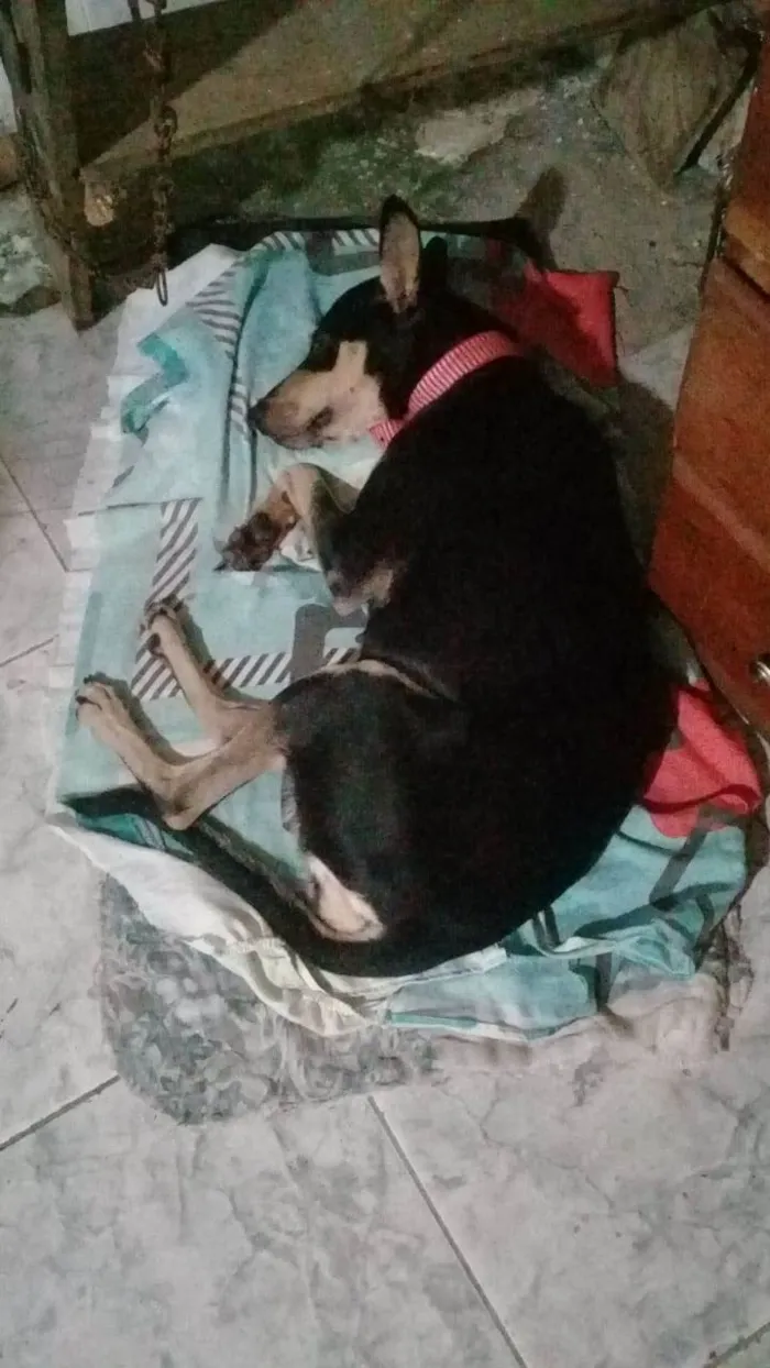 Cachorro ra a SRD-ViraLata idade 4 anos nome Gamora