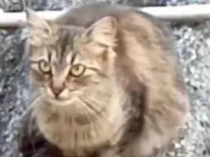 Gato raça SRD-ViraLata idade 7 a 11 meses nome MÔNIKA