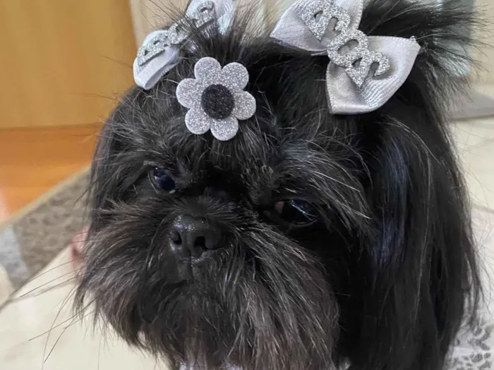 Cachorro ra a Shitzu idade 4 anos nome Amora