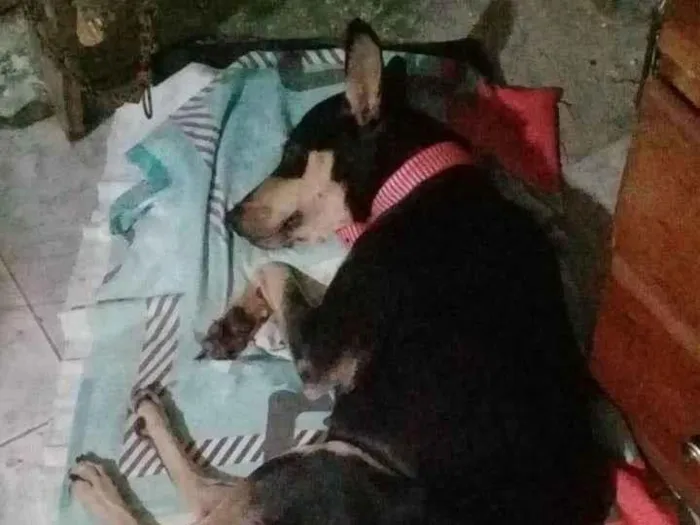 Cachorro ra a SRD-ViraLata idade 4 anos nome Gamora