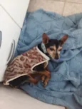 Cachorro raça Pinscher idade 6 ou mais anos nome Dudu - Pinscher 