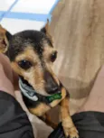 Dudu - Pinscher 