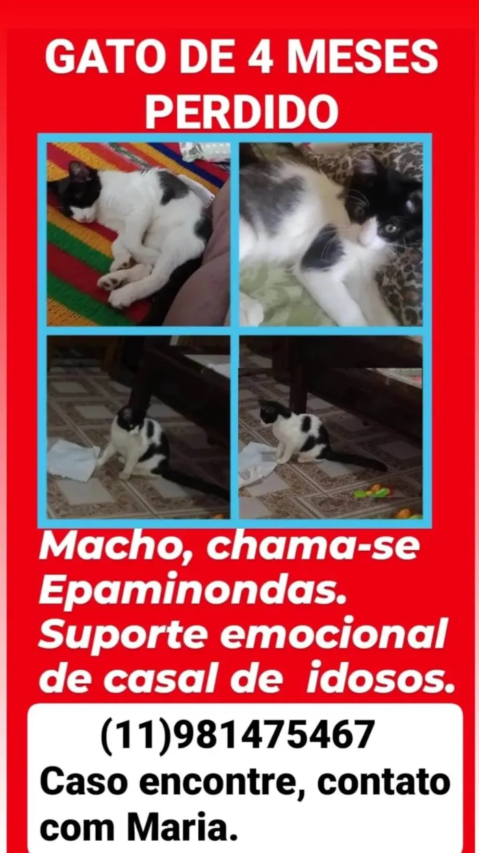 Gato ra a Srd idade 2 a 6 meses nome Epaminondas 