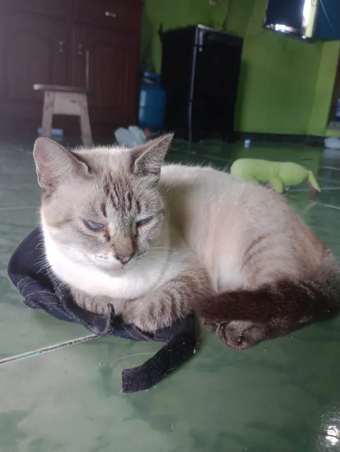 Gato ra a Siamês  idade 5 anos nome Abigail