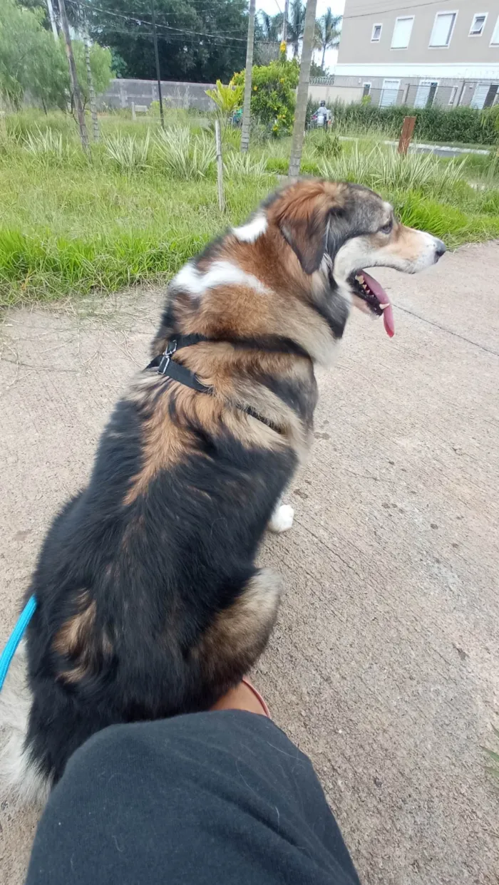 Cachorro ra a Boder collie  idade 3 anos nome Isa