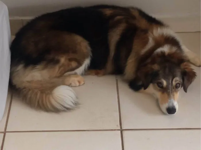 Cachorro ra a Boder collie  idade 3 anos nome Isa