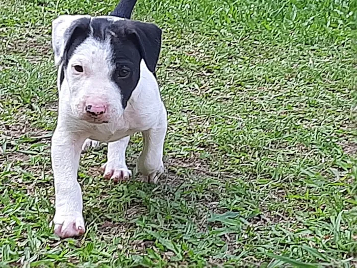 Cachorro ra a SRD-ViraLata idade Abaixo de 2 meses nome Sem nome