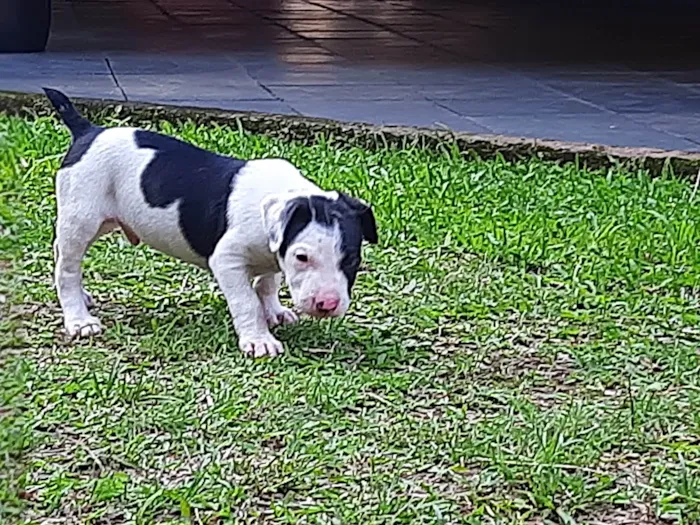 Cachorro ra a SRD-ViraLata idade Abaixo de 2 meses nome Sem nome