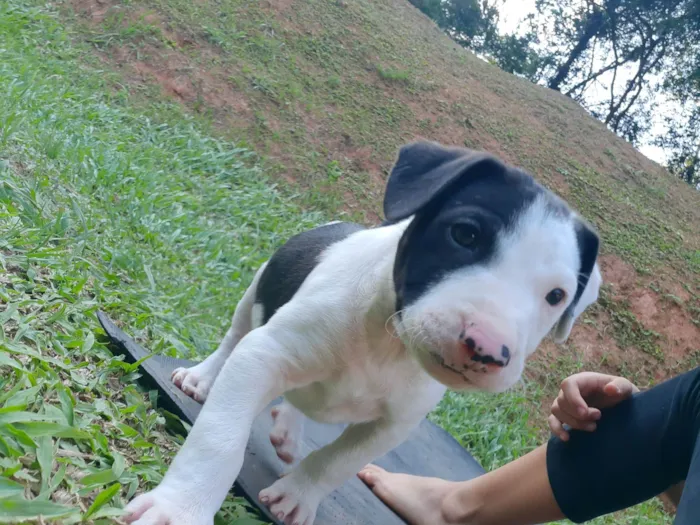 Cachorro ra a SRD-ViraLata idade Abaixo de 2 meses nome Sem nome