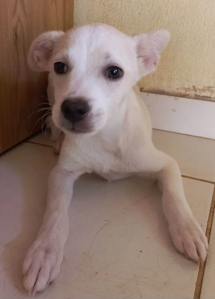 Cachorro ra a SRD-ViraLata idade 2 a 6 meses nome SEM NOME