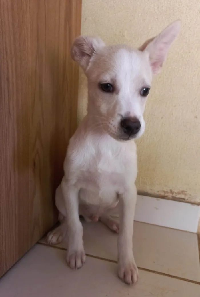 Cachorro ra a SRD-ViraLata idade 2 a 6 meses nome SEM NOME