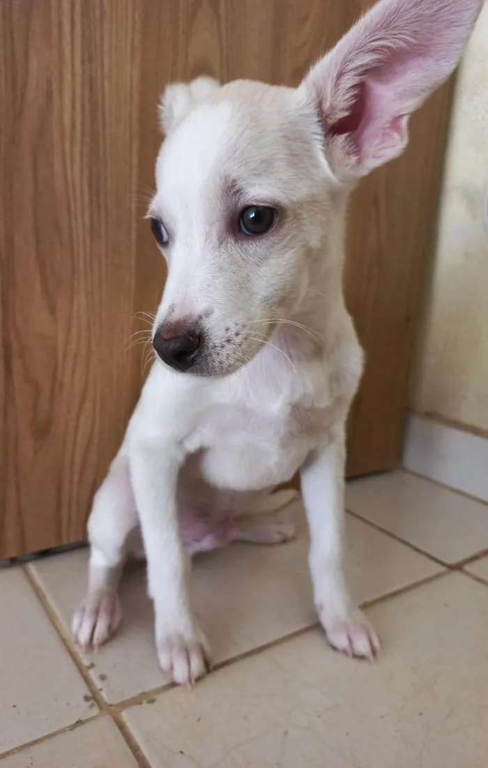 Cachorro ra a SRD-ViraLata idade 2 a 6 meses nome SEM NOME