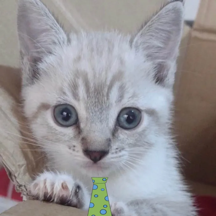 Gato ra a Mestico  idade 2 a 6 meses nome Floquinho 