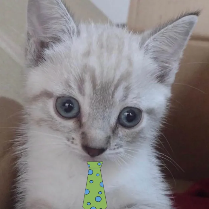 Gato ra a Mestico  idade 2 a 6 meses nome Floquinho 
