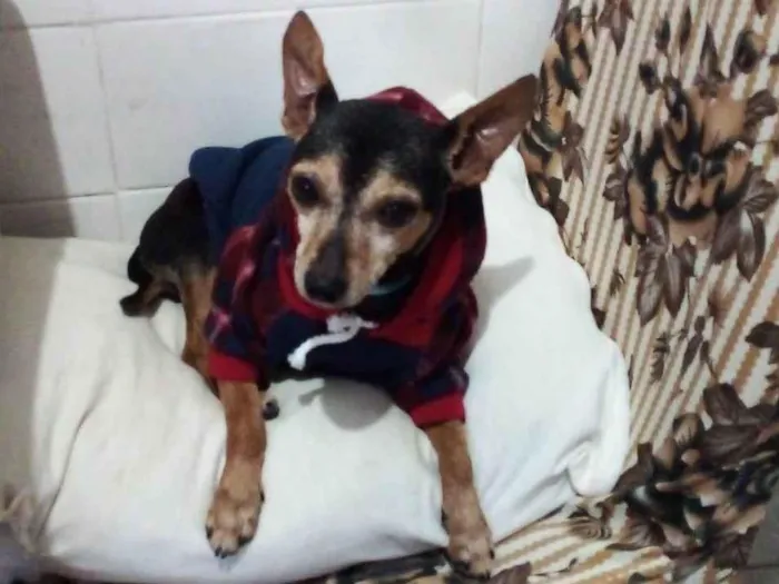 Cachorro raça Pinscher idade 6 ou mais anos nome Dudu - Pinscher 