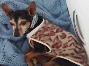 Cachorro raça Pinscher idade 6 ou mais anos nome Dudu - Pinscher 
