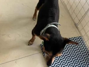 Cachorro raça Pinscher idade 6 ou mais anos nome Dudu - Pinscher 