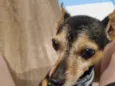 Cachorro raça Pinscher idade 6 ou mais anos nome Dudu - Pinscher 