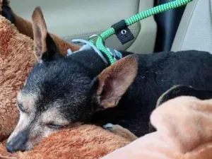 Cachorro raça Pinscher idade 6 ou mais anos nome Dudu - Pinscher 