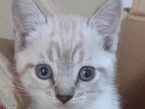 Gato raça Mestico  idade 2 a 6 meses nome Floquinho 