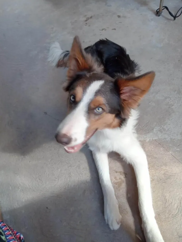 Cachorro ra a Border Collie idade 3 anos nome Zorro