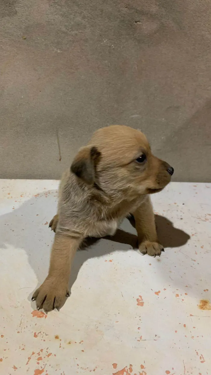 Cachorro ra a SRD-ViraLata idade Abaixo de 2 meses nome Fofinho 