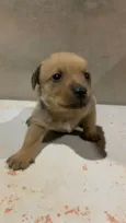 Fofinho