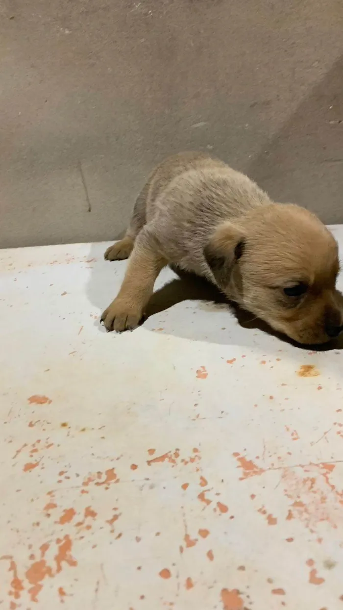 Cachorro ra a SRD-ViraLata idade Abaixo de 2 meses nome Fofinho 