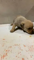 Fofinho
