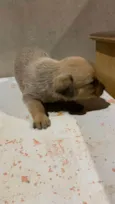 Fofinho
