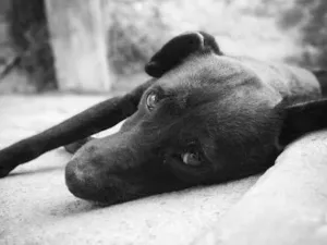 Cachorro raça SRD-ViraLata idade 5 anos nome Eren