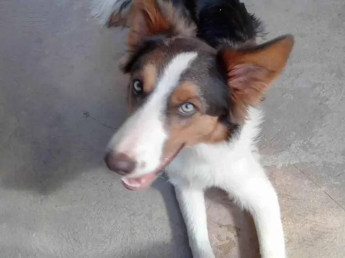 Cachorro ra a Border Collie idade 3 anos nome Zorro