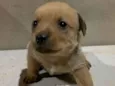 Fofinho