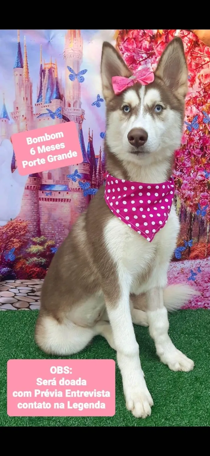 Cachorro ra a Husky Siberiano idade 2 a 6 meses nome Bombom
