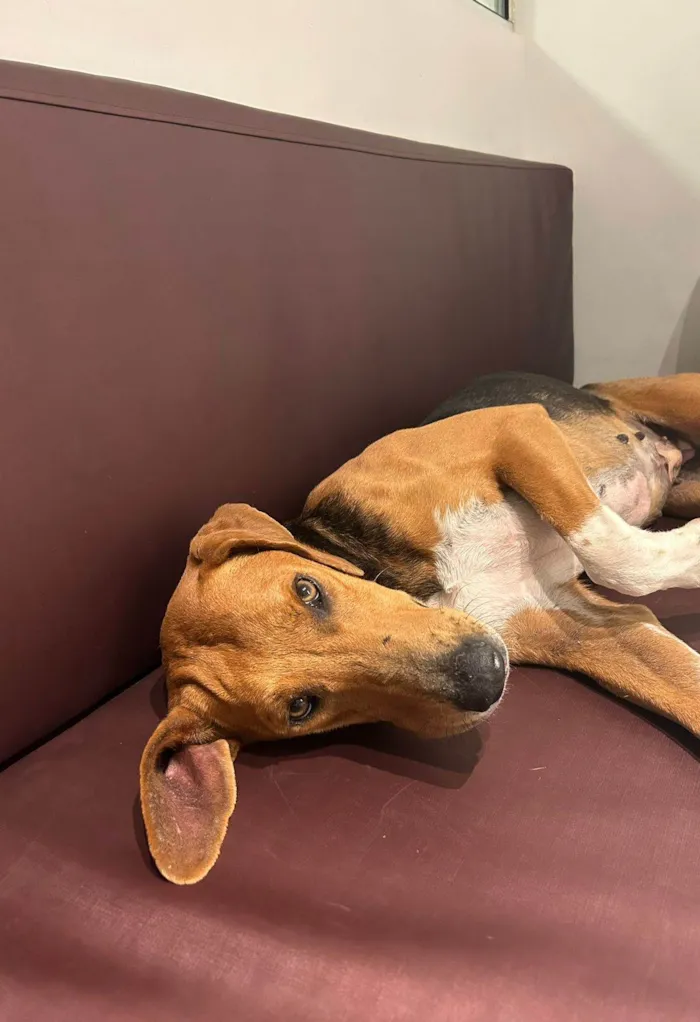 Cachorro raça SRD-ViraLata idade 3 anos nome Cacau - mix Beagle 
