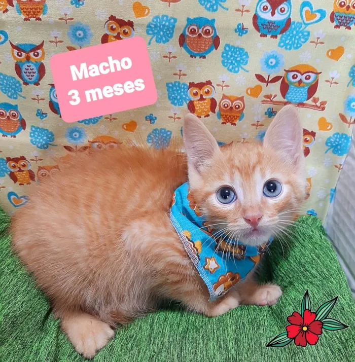 Gato raça SRD-ViraLata idade 2 a 6 meses nome Tito gato