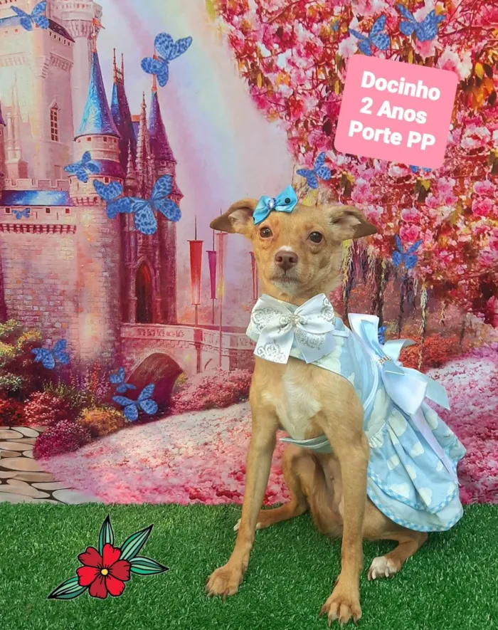 Cachorro raça SRD-ViraLata idade 2 anos nome Docinho