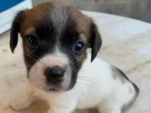 Cachorro raça SRD-ViraLata idade Abaixo de 2 meses nome Mesclado