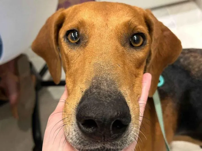 Cachorro raça SRD-ViraLata idade 3 anos nome Cacau - mix Beagle 